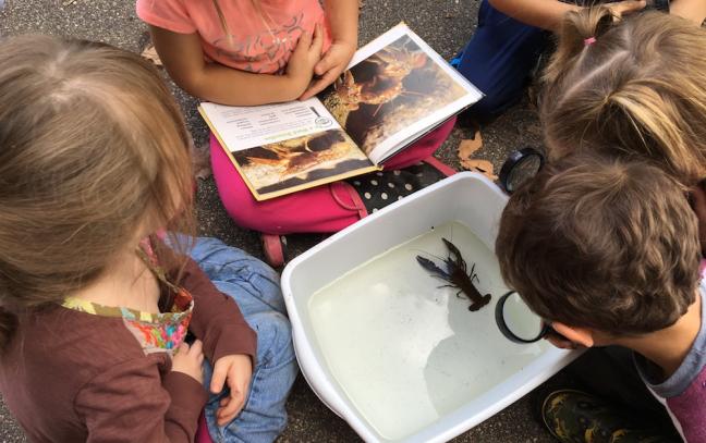 Crab or Lobster? Students found a crayfish in the creek, which led to a debate whether it was a crab or lobster. Students were provided with a variety of tools (magnifying glasses, books, etc) to help them support their ideas. After a yearlong investigation, that continued through the winter and into spring, students concluded that it was a crayfish. Image courtesy of Anna Dutke.